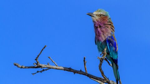 Namibian bird courtesy Wolfgang Schlaifer 