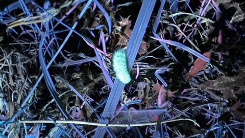 Biofluorescent Walk-caterpillar