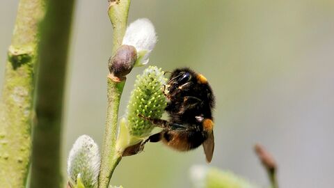 Buff-tailed bumblebee on a flower