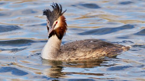 Great crested grebe in breeding plumage