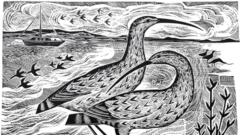 Angela Harding Curlew on the River Deben