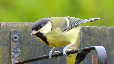 Great Tit by Ken Arthur