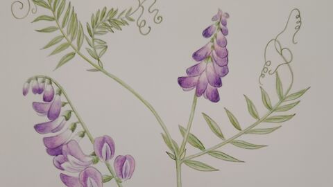 Vetch botanical drawing- Ruth Wharrier