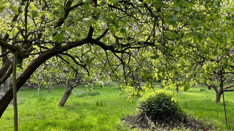 Orchard trees 