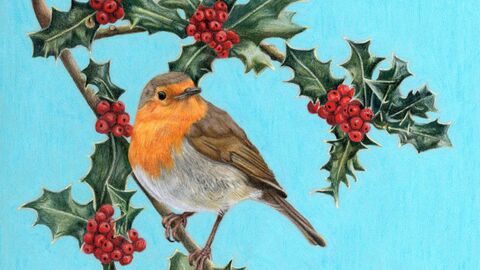 A pencil drawing of a robin on a bright blue background