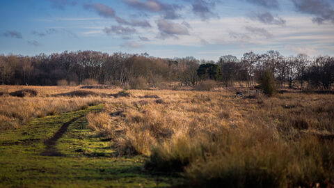 Redgrave & Lopham Fen, Autumn 2025 (c) Nick Jermy