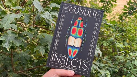 Wonder of Insects Book 