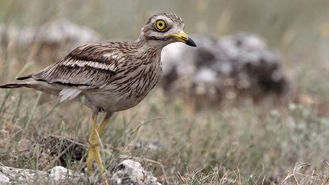Stone Curlew courtesy of Alex Bass