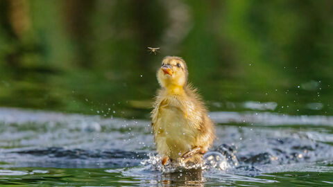Duckling