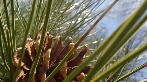 Conifers courtesy of Fay Jones