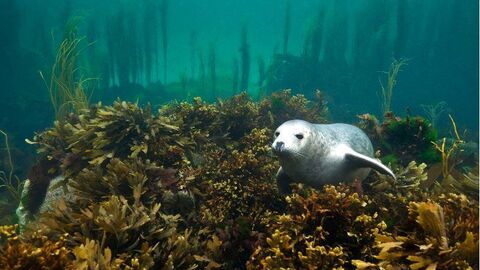 Scottish Wildlife Trust