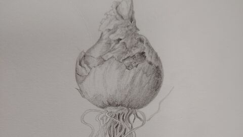 Pencil sketch of bulb