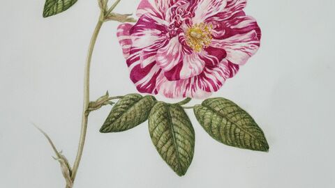 Watercolour painting of variegated roses