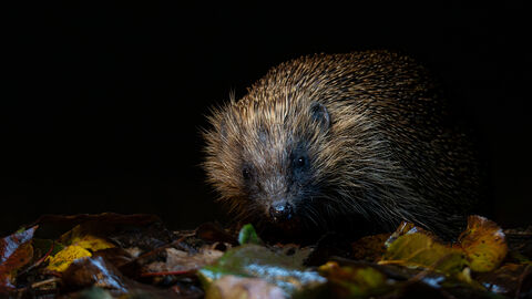 Hedgehog at night