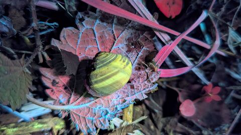 A snail on a leaf glowing with biofluorescent colours