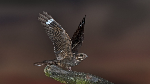 Nightjar - David Tipling/2020VISION