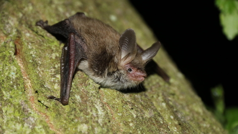 Bechstein's bat - Chris Damant