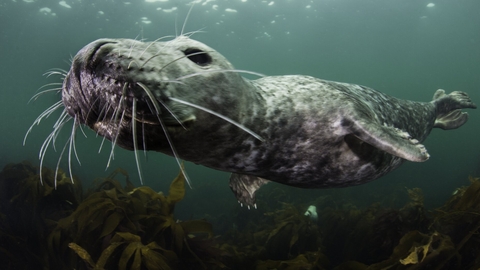 Grey Seal Swimming - Alexander Mustard/2020VISION