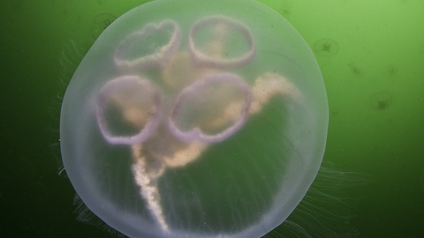 Moon Jellyfish Suffolk Wildlife Trust