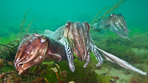 Suffolk Wildlife Trust