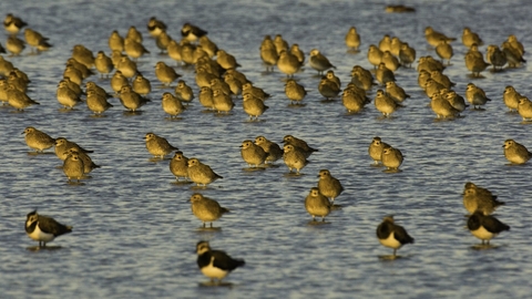 Golden plover and lapwing - Andrew Parkinson/2020Vision