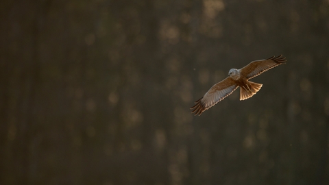 Marsh harrier  - Andrew Parkinson/2020VISION