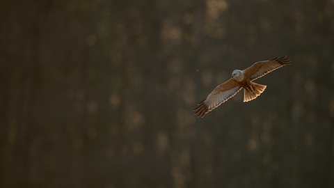 Marsh harrier  - Andrew Parkinson/2020VISION