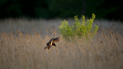 Marsh harrier - Andrew Parkinson/2020VISION