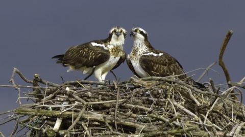 Osprey - Andy Rouse/2020VISION