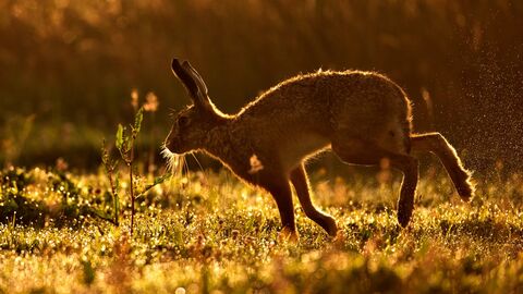 Suffolk Wildlife Trust