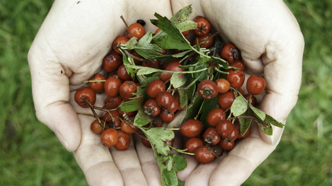 Hawthorn berries - Alan Price