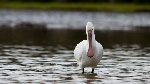 Spoonbill - Bertie Gregory/2020VISION