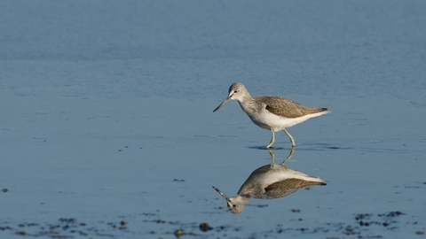 Greenshank - Bertie Gregory/2020VISION