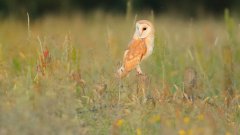Suffolk Wildlife Trust