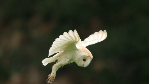 Barn owl - Margaret Holland