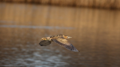 Bittern - Tim Stenton