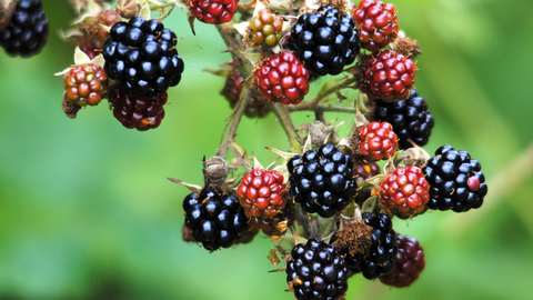 Blackberries - Amy Lewis 