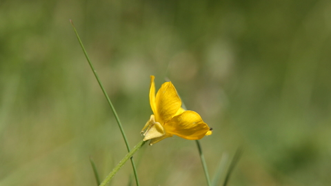 Bulbous buttercup - Philip Precey