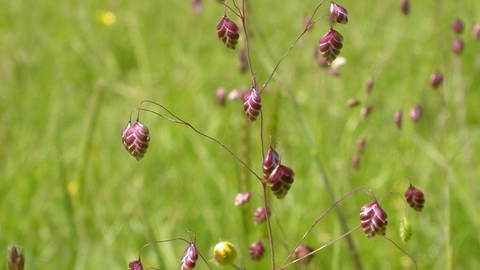 Quaking grass - Bruce Shortland