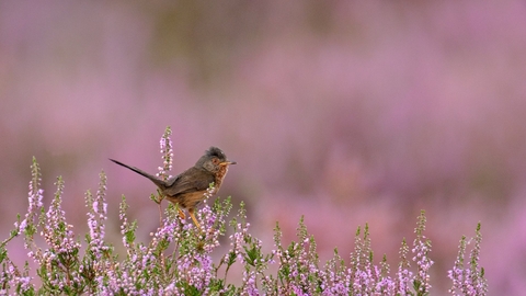 Dartford warbler - Chris Gomersall/2020VISION