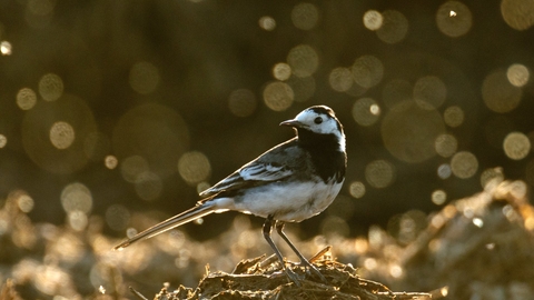 Pied wagtail - Chris Gomersall/2020VISION