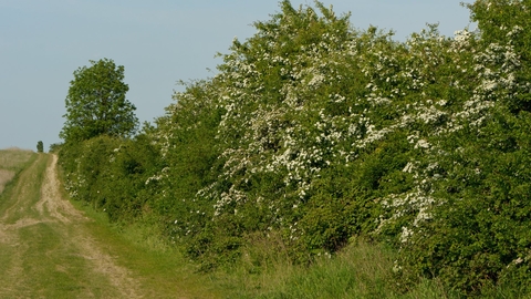 Hawthorn Hedge by Chris Gomersall