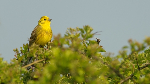 Yellowhammer - Chris Gomersall/2020VISION