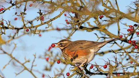 Redwing - Chris Gomersall/2020VISION