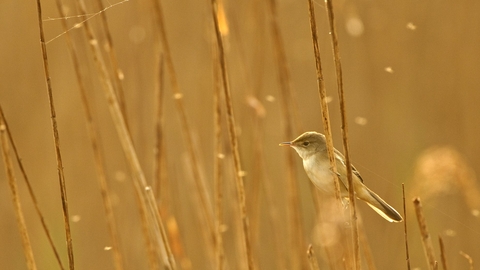 Reed warbler - Chris Gomersall/2020VISION