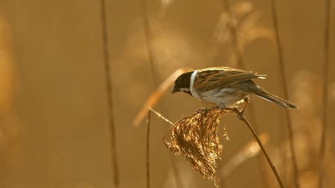 Reed bunting - Chris Gomersall/2020VISION