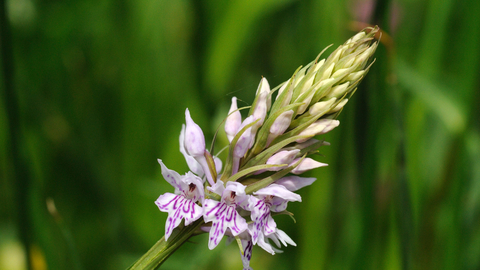 Common spotted orchid - Amy Lewis