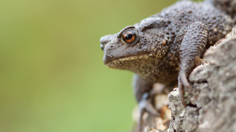 Common toad (Bufo bufo) on log