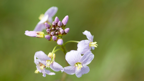 Lady's smock (cuckooflower) - Tom Marshall