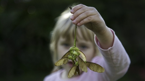 Young girl holding sycamore seeds